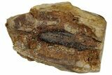Large Fossil Triceratops Shed Tooth - Montana #352067-1
